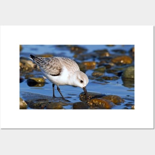 Cute Sanderling Foraging at Low Tide on a Wintry Beach Posters and Art